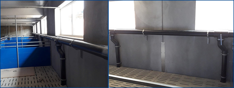 Spülleitungen für Schweineställe